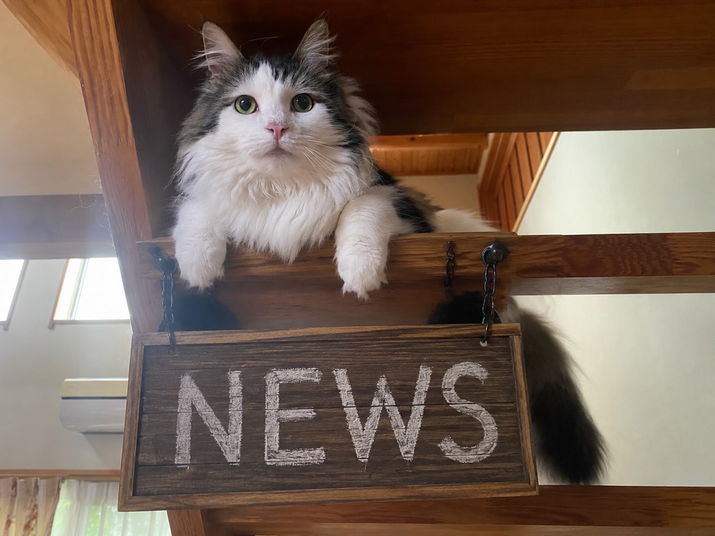 NEWS